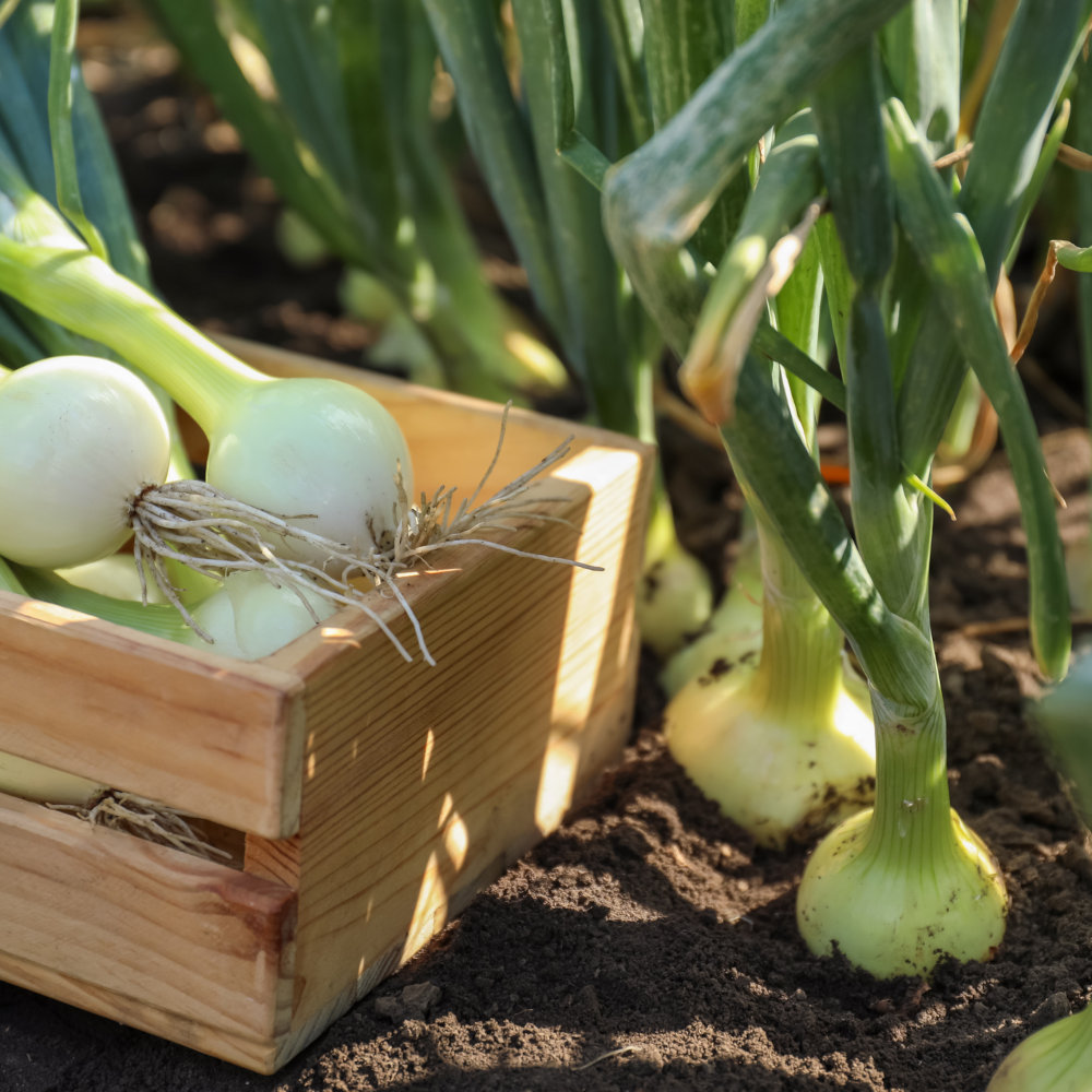 Wooden crate with fresh green onions in field, closeup